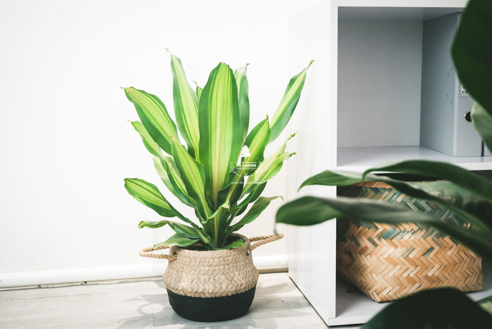 Phát Tài - Cây Trồng Không Cần Đất - 9X GARDEN