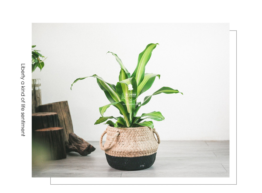 Phát Tài - Cây Trồng Không Cần Đất - 9X GARDEN