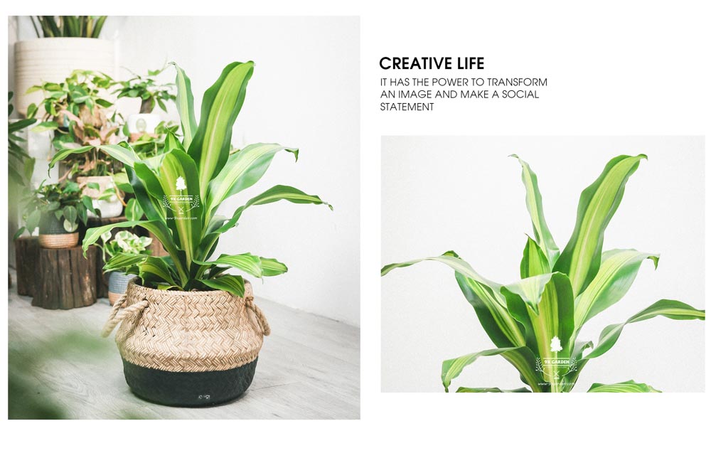 Phát Tài - Cây Trồng Không Cần Đất - 9X GARDEN