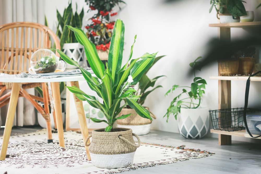 Phát Tài - Cây Trồng Không Cần Đất - 9X GARDEN