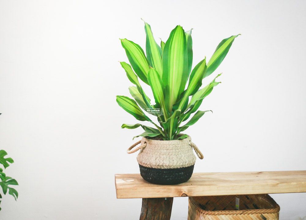 Phát Tài - Cây Trồng Không Cần Đất - 9X GARDEN