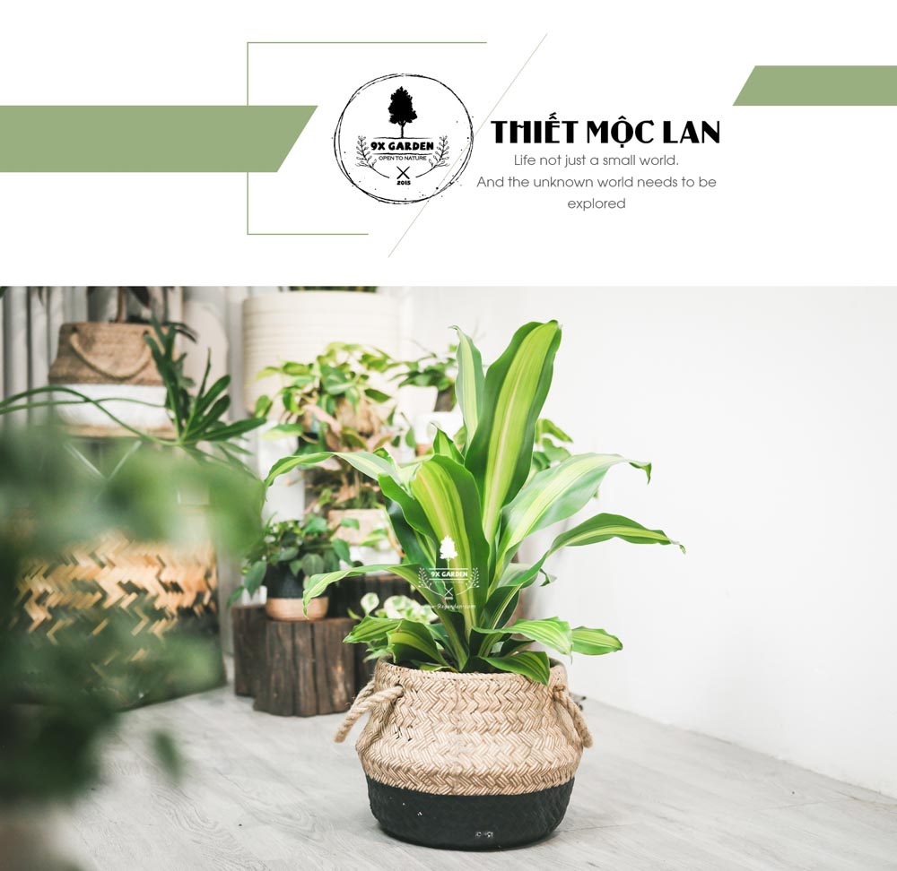 Phát Tài - Cây Trồng Không Cần Đất - 9X GARDEN