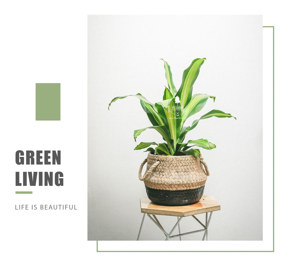 Phát Tài - Cây Trồng Không Cần Đất - 9X GARDEN