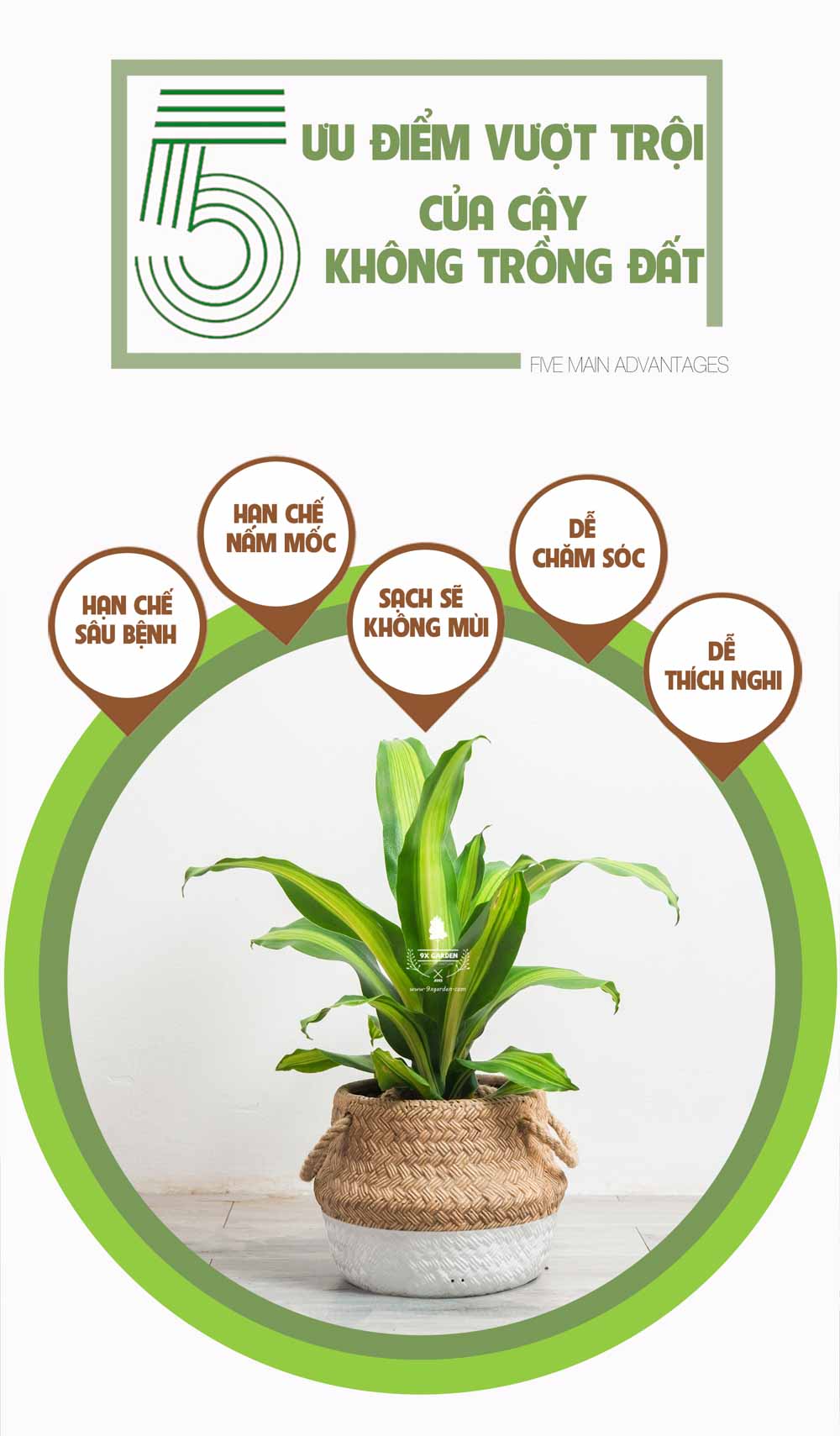 Phát Tài - Cây Trồng Không Cần Đất - 9X GARDEN