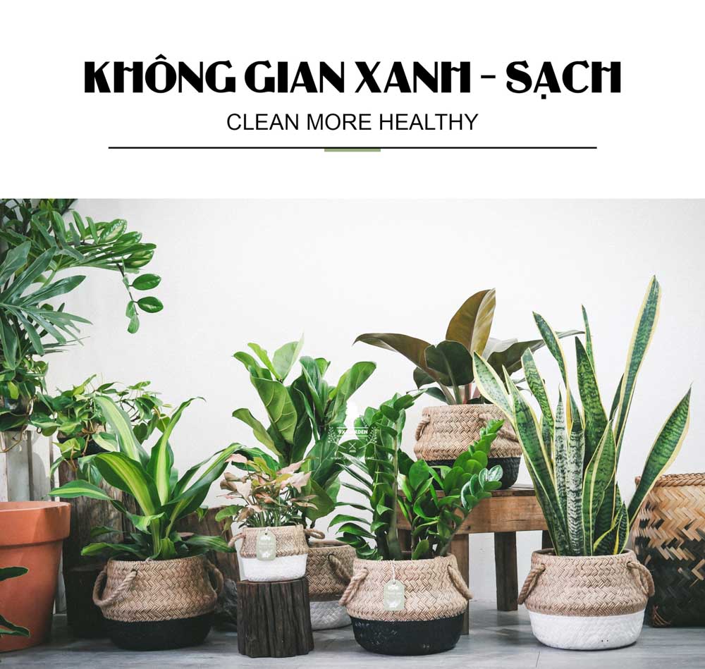 Cây Trồng Không Cần Đất - 9X GARDEN