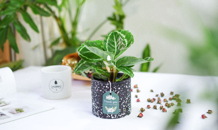 Chăm Sóc Cây Đuôi Công Không Cần Đất - 9X GARDEN