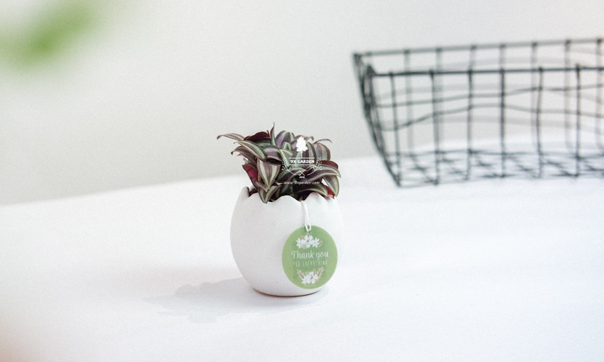 Chăm sóc cây Trai Tía không cần đất - 9X GARDEN