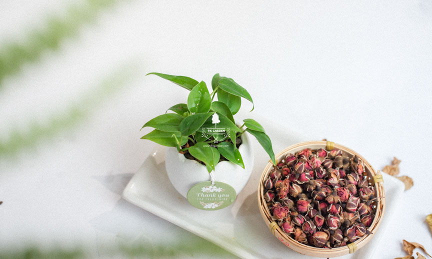 Chăm sóc cây Trầu Bà Brazil không cần đất - 9X GARDEN