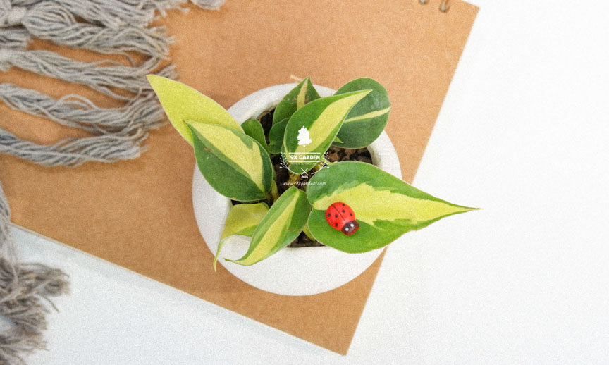 Plant Care: Trầu Bà Brasil