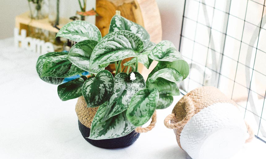 Chăm Sóc Cây Trầu Bà Lụa Không Cần Đất 9X GARDEN