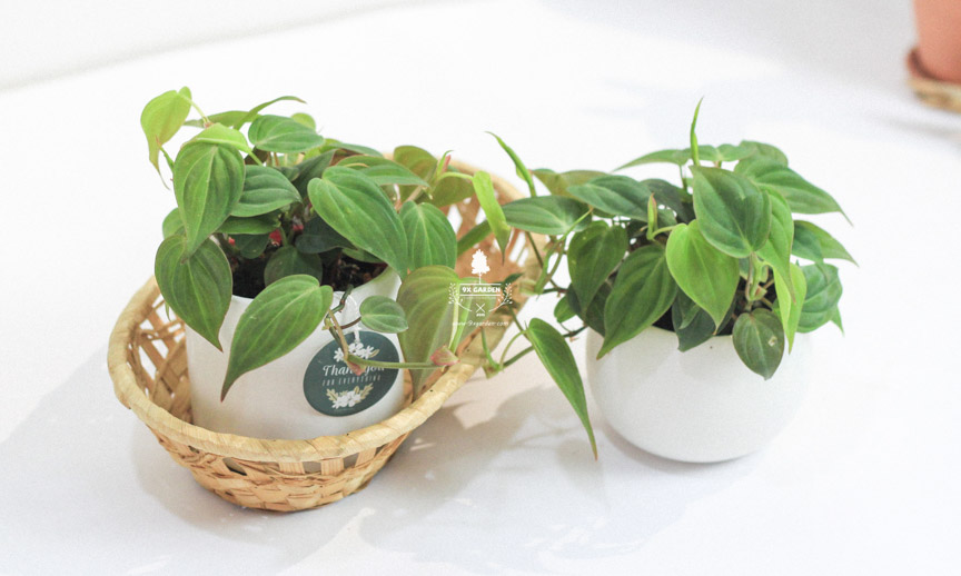 Chăm sóc cây Trầu Bà Micans không cần đất - 9X GARDEN