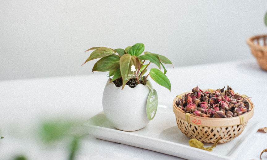 Chăm sóc cây Trầu Bà Micans không cần đất - 9X GARDEN