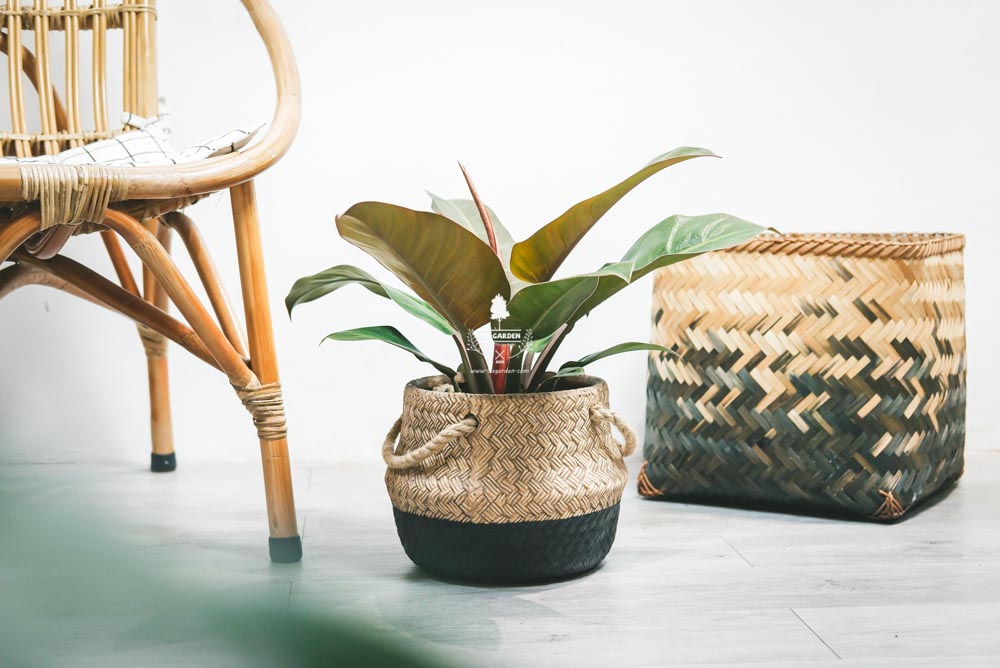 Đế Vương Đỏ - Cây Trồng Không Cần Đất - 9X GARDEN