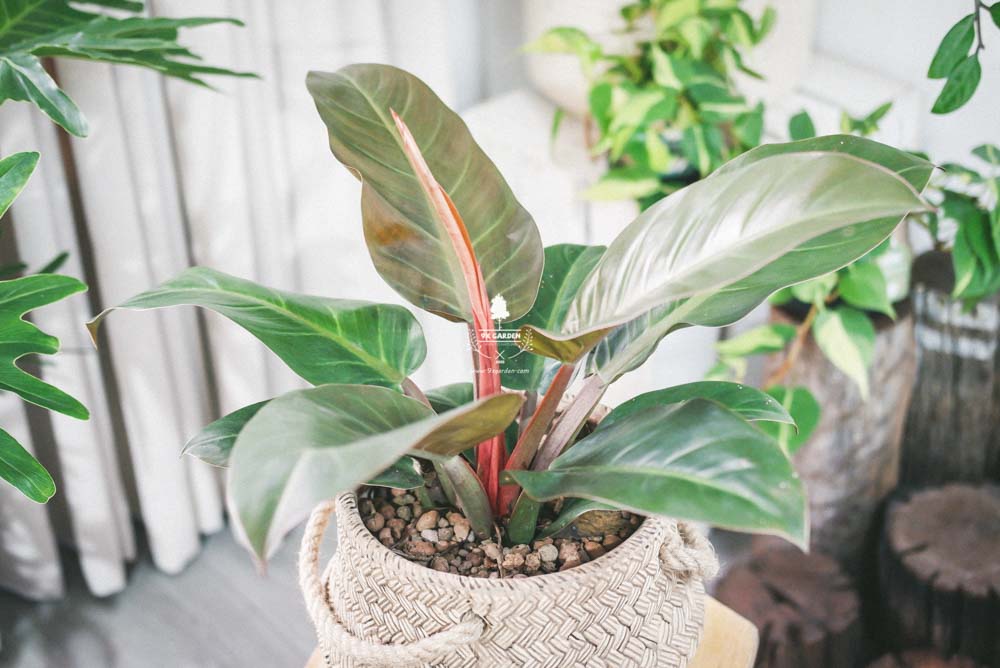 Đế Vương Đỏ - Cây Trồng Không Cần Đất - 9X GARDEN