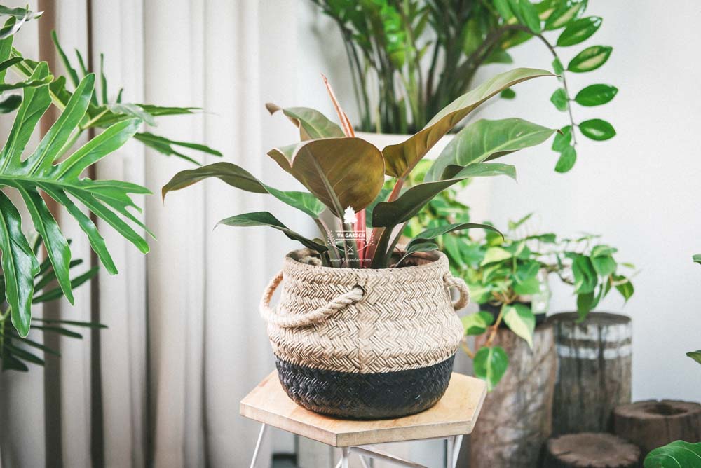 Đế Vương Đỏ - Cây Trồng Không Cần Đất - 9X GARDEN