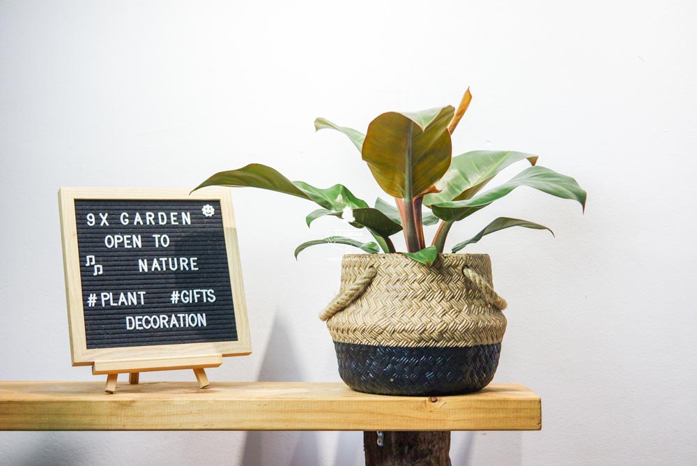 Đế Vương Đỏ - Cây Trồng Không Cần Đất - 9X GARDEN