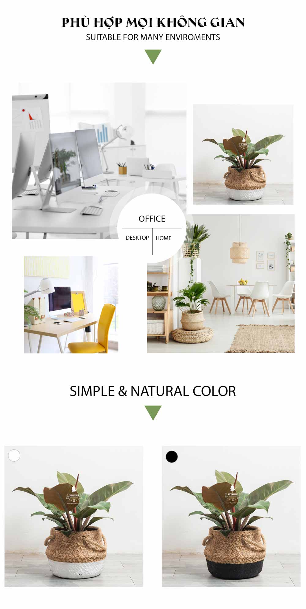 Đế Vương Đỏ - Cây Trồng Không Cần Đất - 9X GARDEN