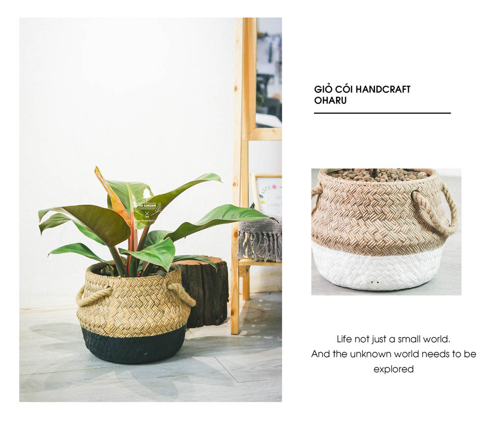 Đế Vương Đỏ - Cây Trồng Không Cần Đất - 9X GARDEN