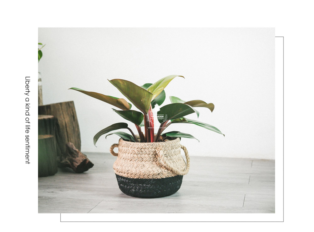 Đế Vương Đỏ - Cây Trồng Không Cần Đất - 9X GARDEN