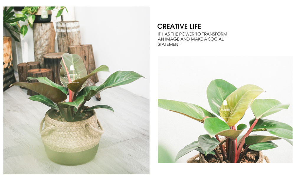 Đế Vương Đỏ - Cây Trồng Không Cần Đất - 9X GARDEN