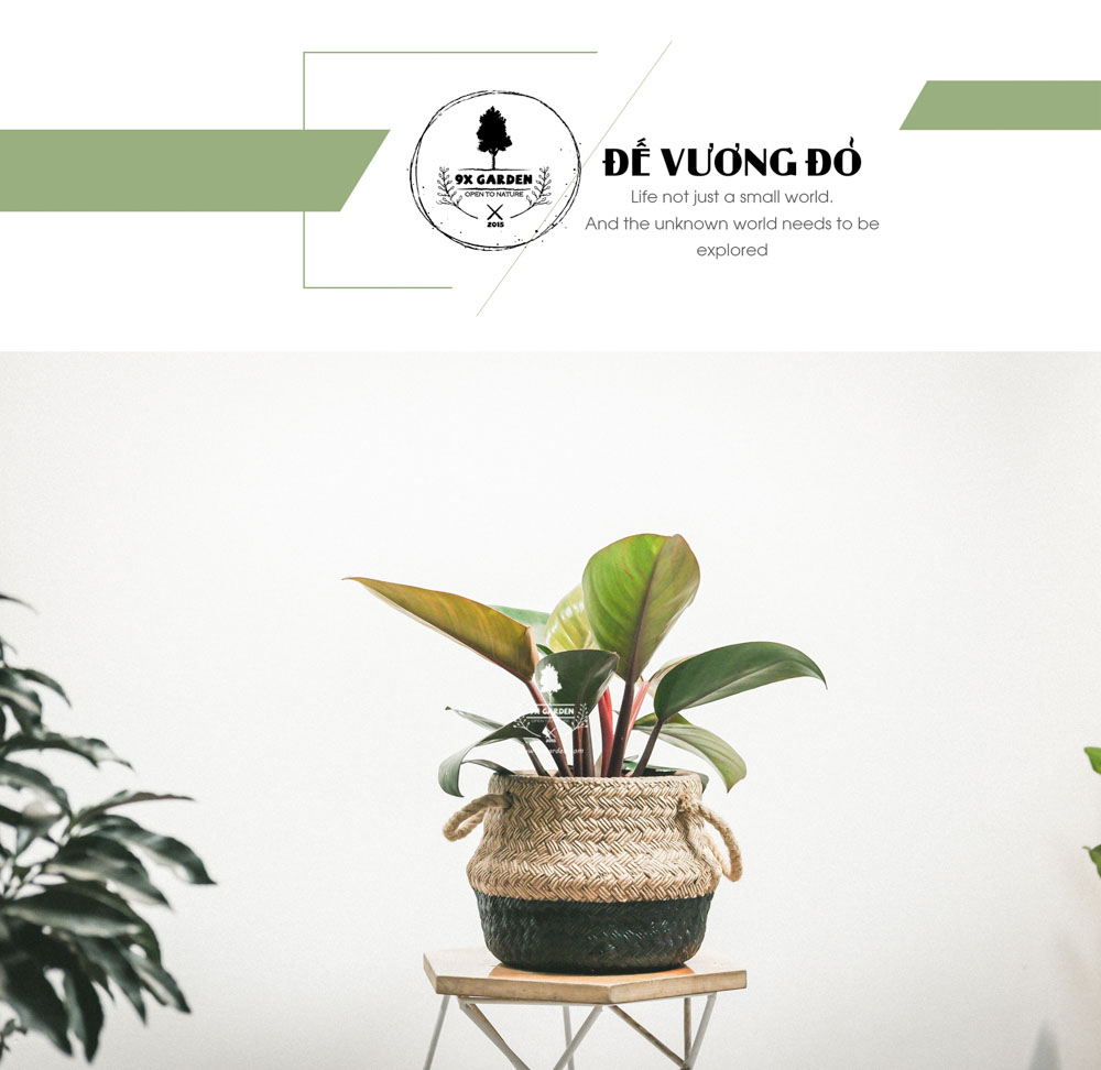 Đế Vương Đỏ - Cây Trồng Không Cần Đất - 9X GARDEN