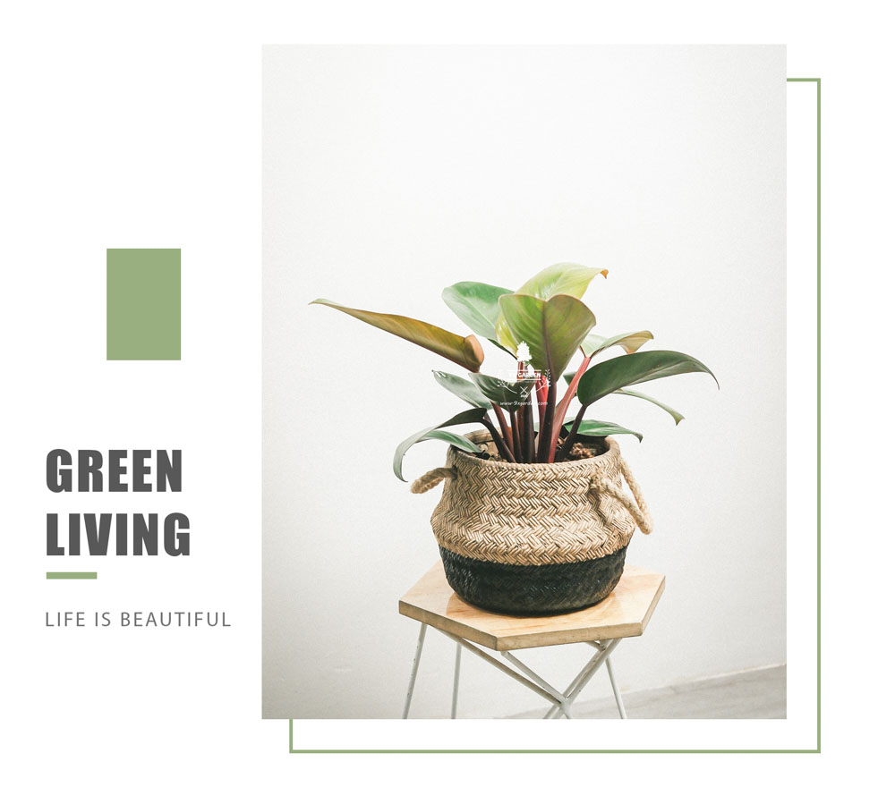 Đế Vương Đỏ - Cây Trồng Không Cần Đất - 9X GARDEN