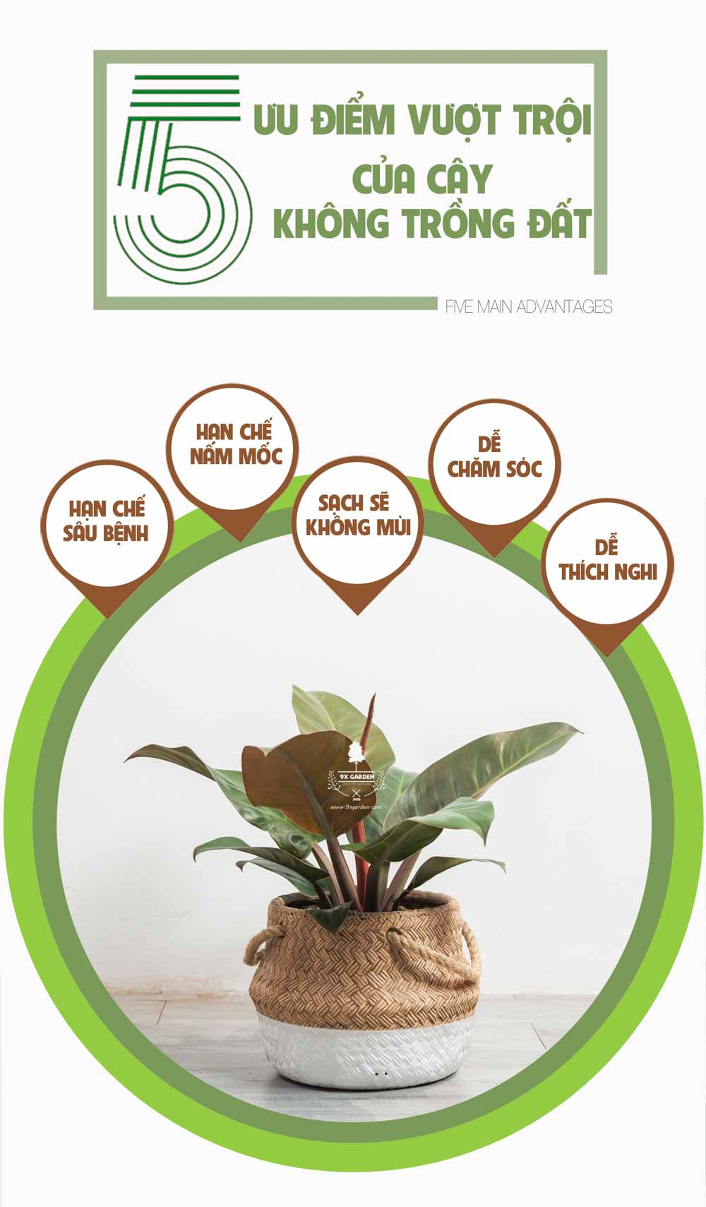 Đế Vương Đỏ - Cây Trồng Không Cần Đất - 9X GARDEN