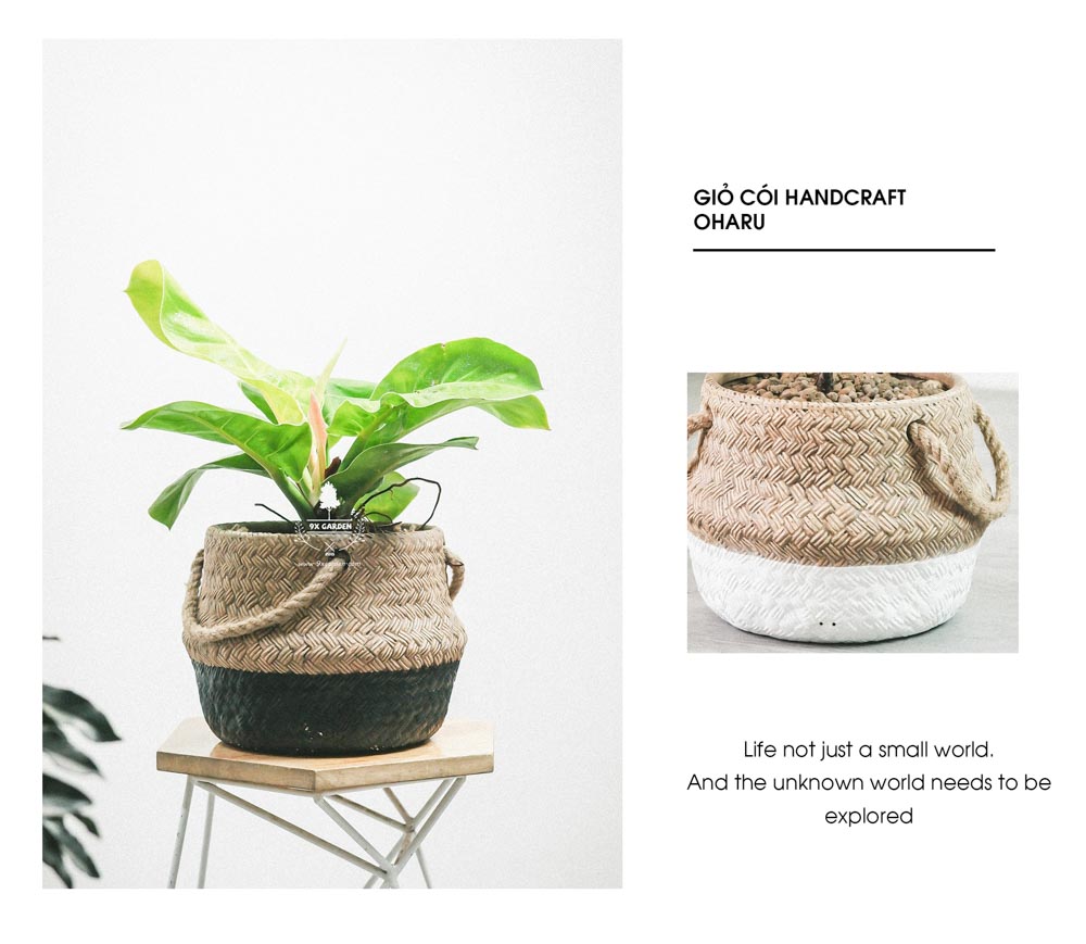 Đế Vương Vàng - Cây Trồng Không Cần Đất - 9X GARDEN