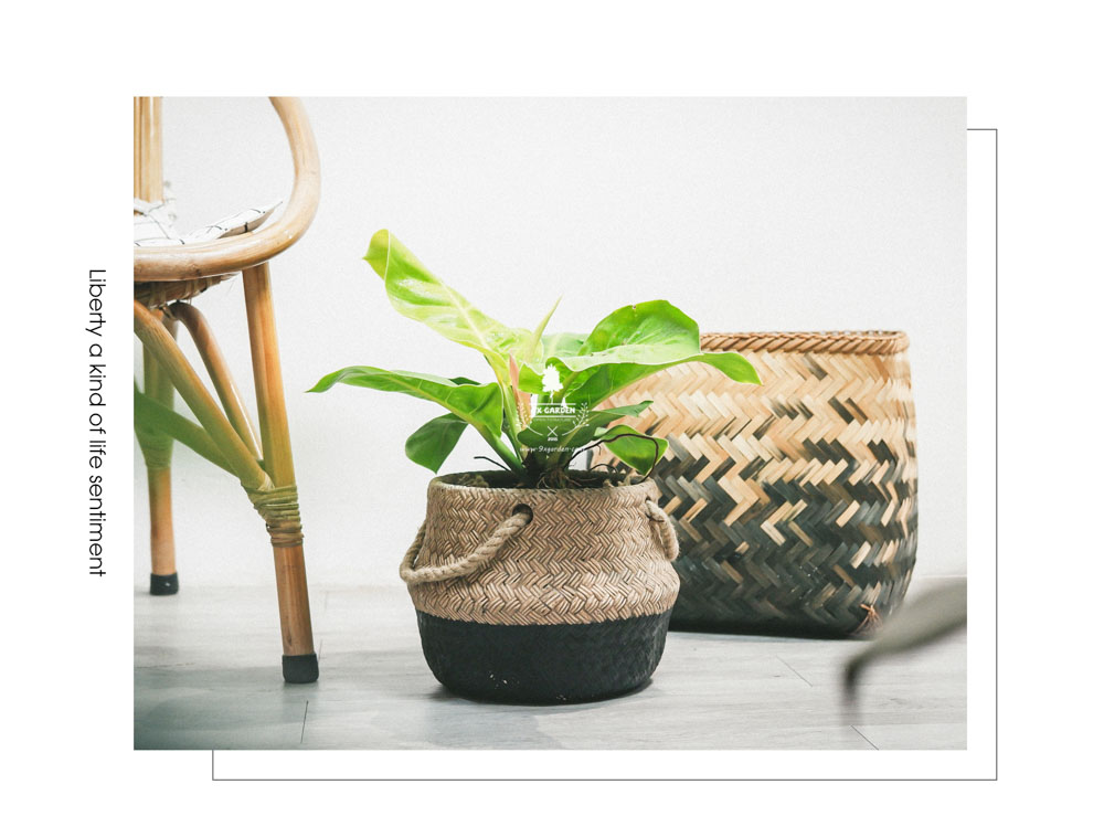 Đế Vương Vàng - Cây Trồng Không Cần Đất - 9X GARDEN