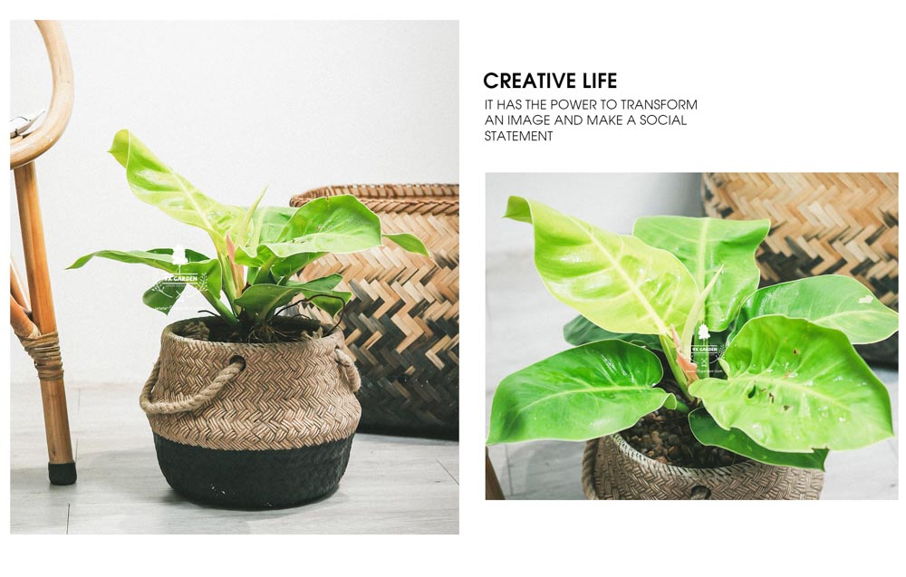 Đế Vương Vàng - Cây Trồng Không Cần Đất - 9X GARDEN