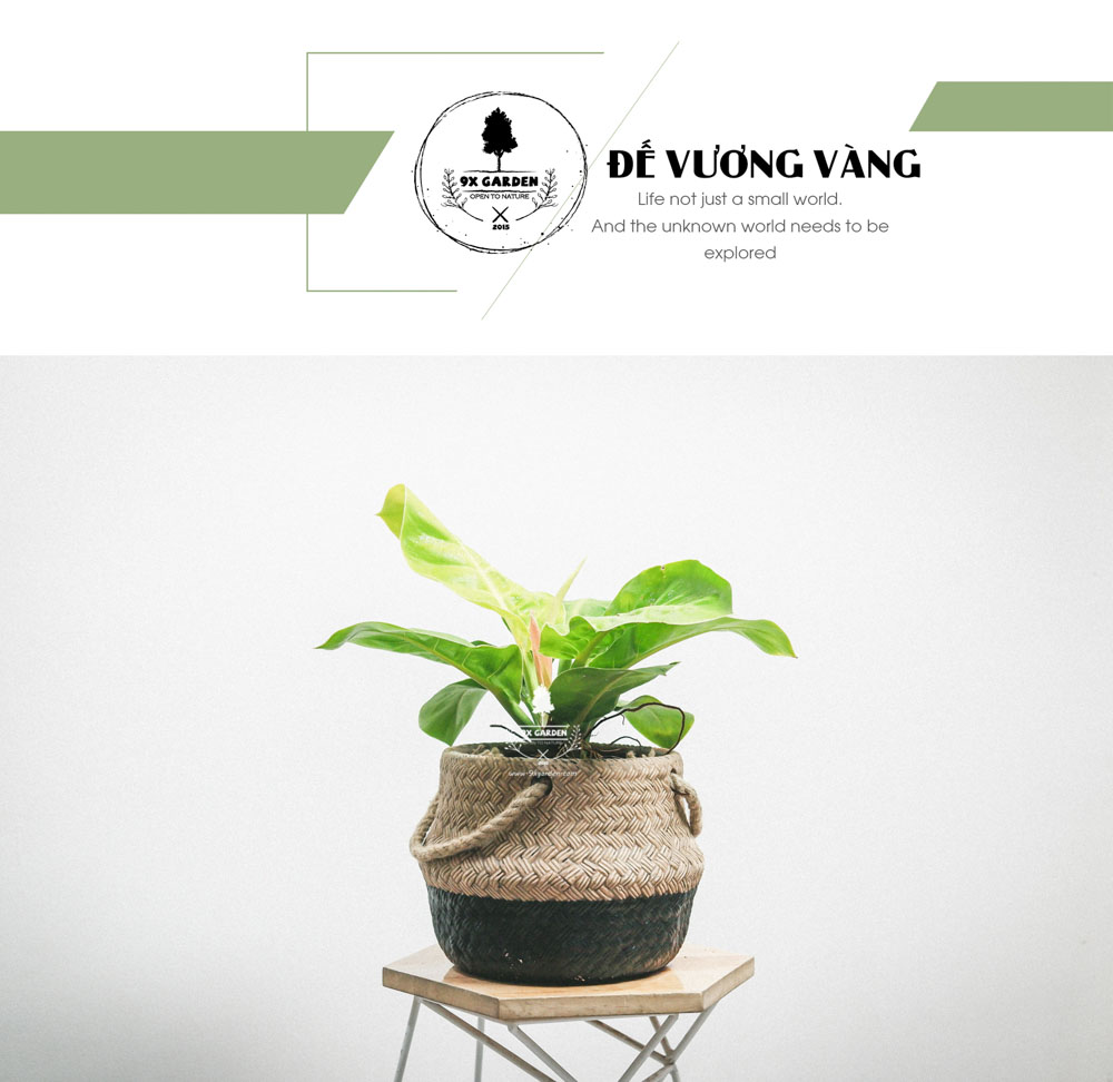 Đế Vương Vàng - Cây Trồng Không Cần Đất - 9X GARDEN