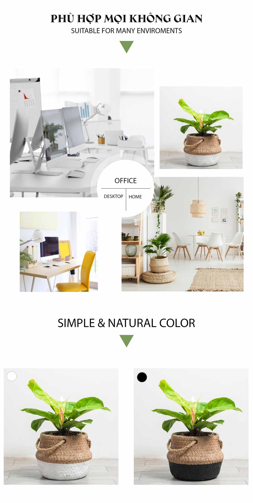 Đế Vương Vàng - Cây Trồng Không Cần Đất - 9X GARDEN