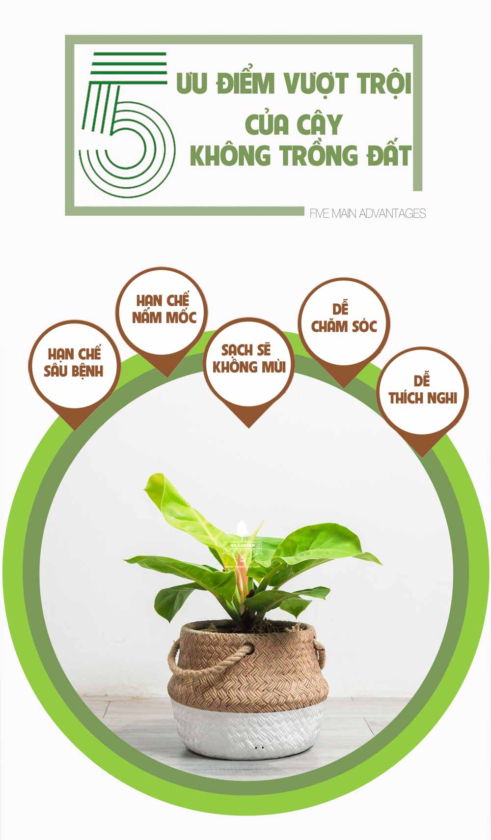 Đế Vương Vàng - Cây Trồng Không Cần Đất - 9X GARDEN