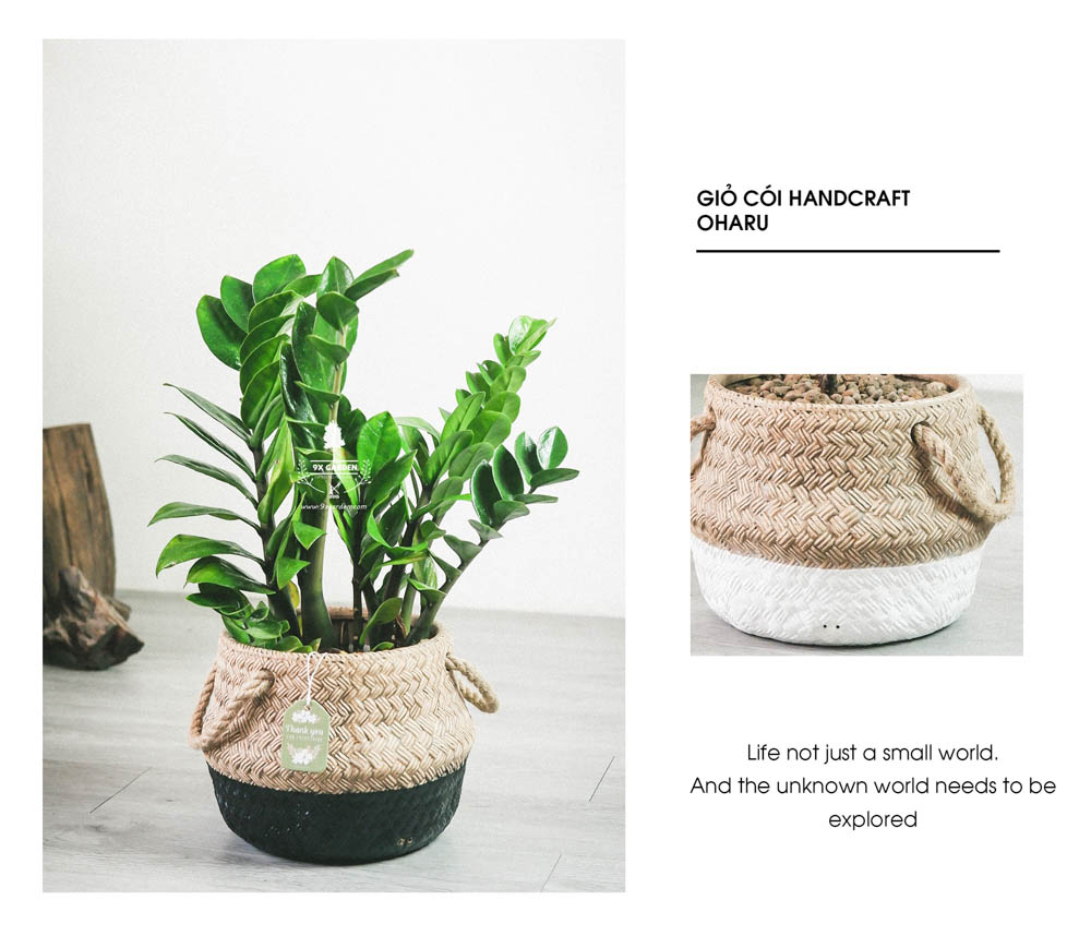 Kim Tiền - Cây Trồng Không Cần Đất - 9X GARDEN