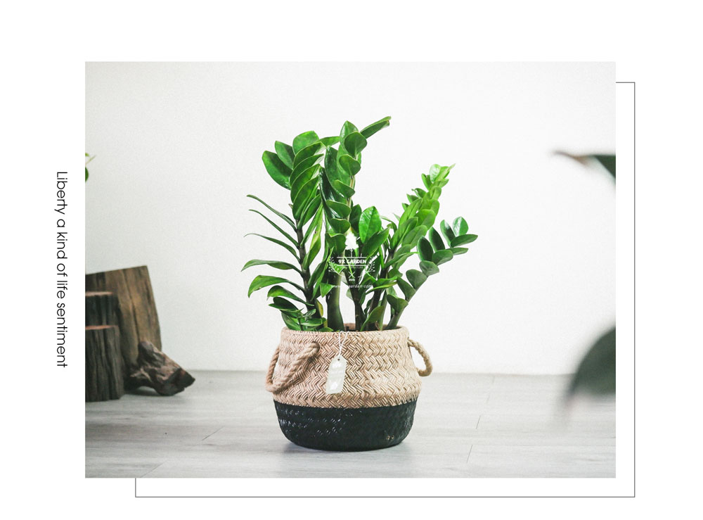 Kim Tiền - Cây Trồng Không Cần Đất - 9X GARDEN