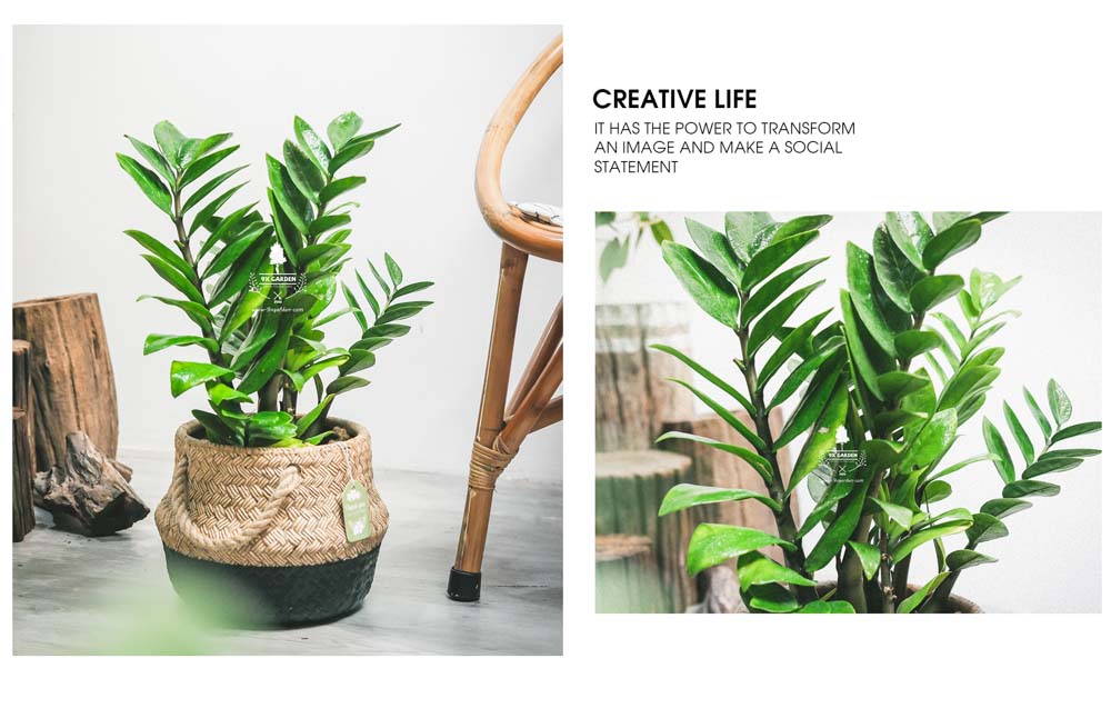 Kim Tiền - Cây Trồng Không Cần Đất - 9X GARDEN