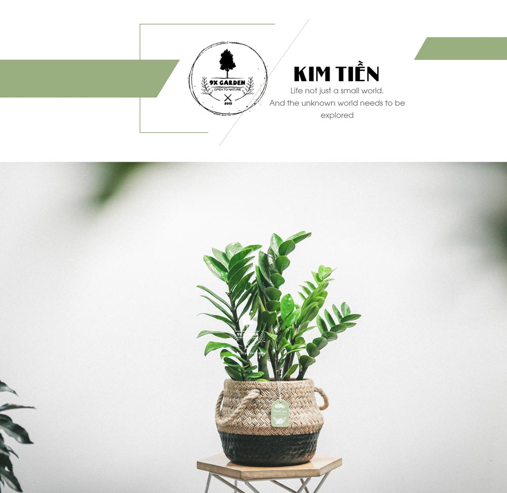 Kim Tiền - Cây Trồng Không Cần Đất - 9X GARDEN