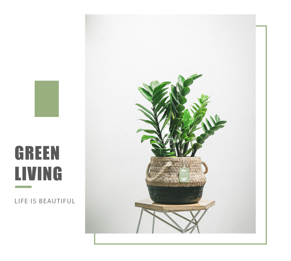 Kim Tiền - Cây Trồng Không Cần Đất - 9X GARDEN