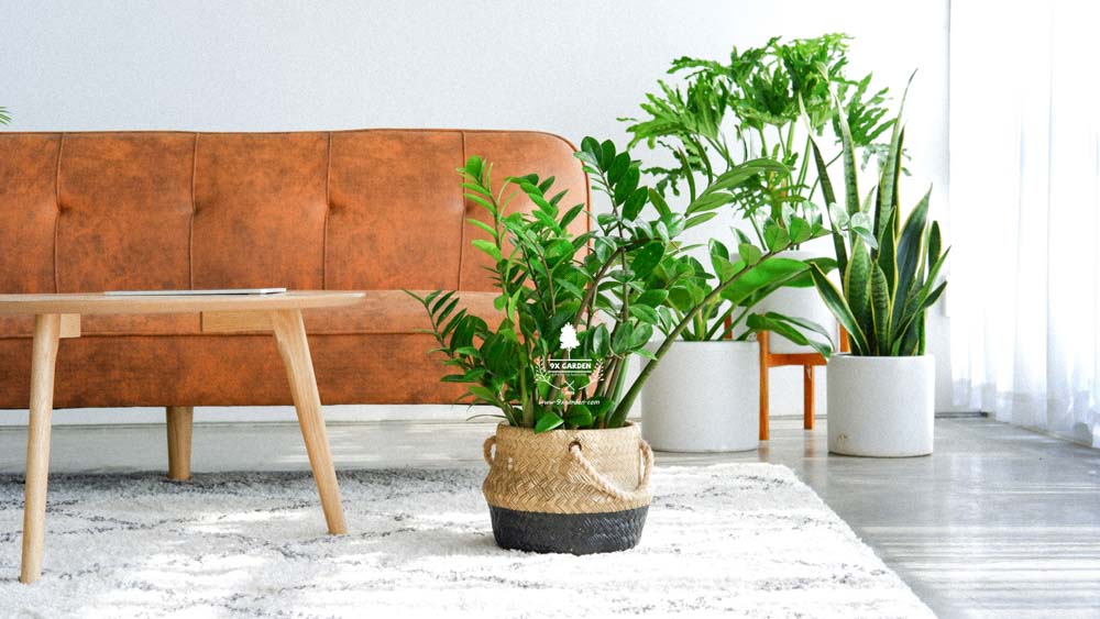 Kim Tiền - Cây Trồng Không Cần Đất - 9X GARDEN