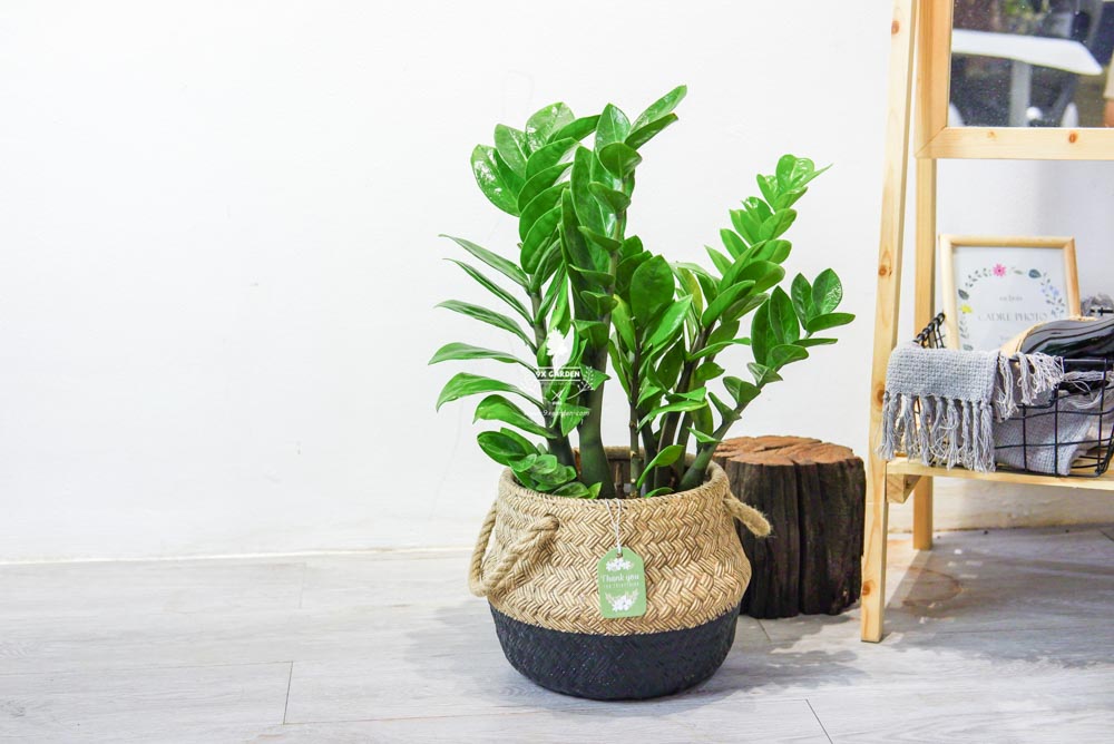 Kim Tiền - Cây Trồng Không Cần Đất - 9X GARDEN