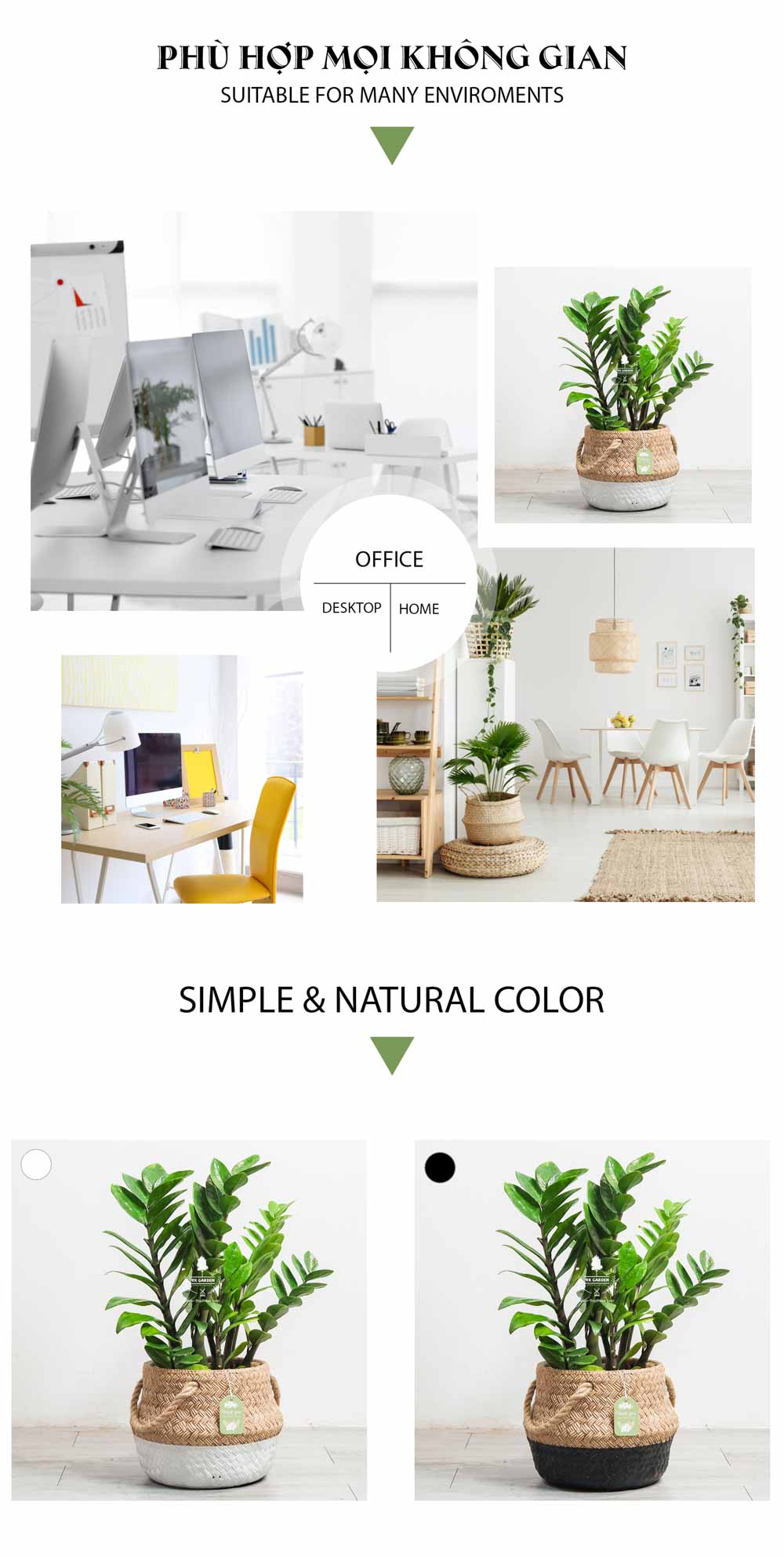 Kim Tiền - Cây Trồng Không Cần Đất - 9X GARDEN