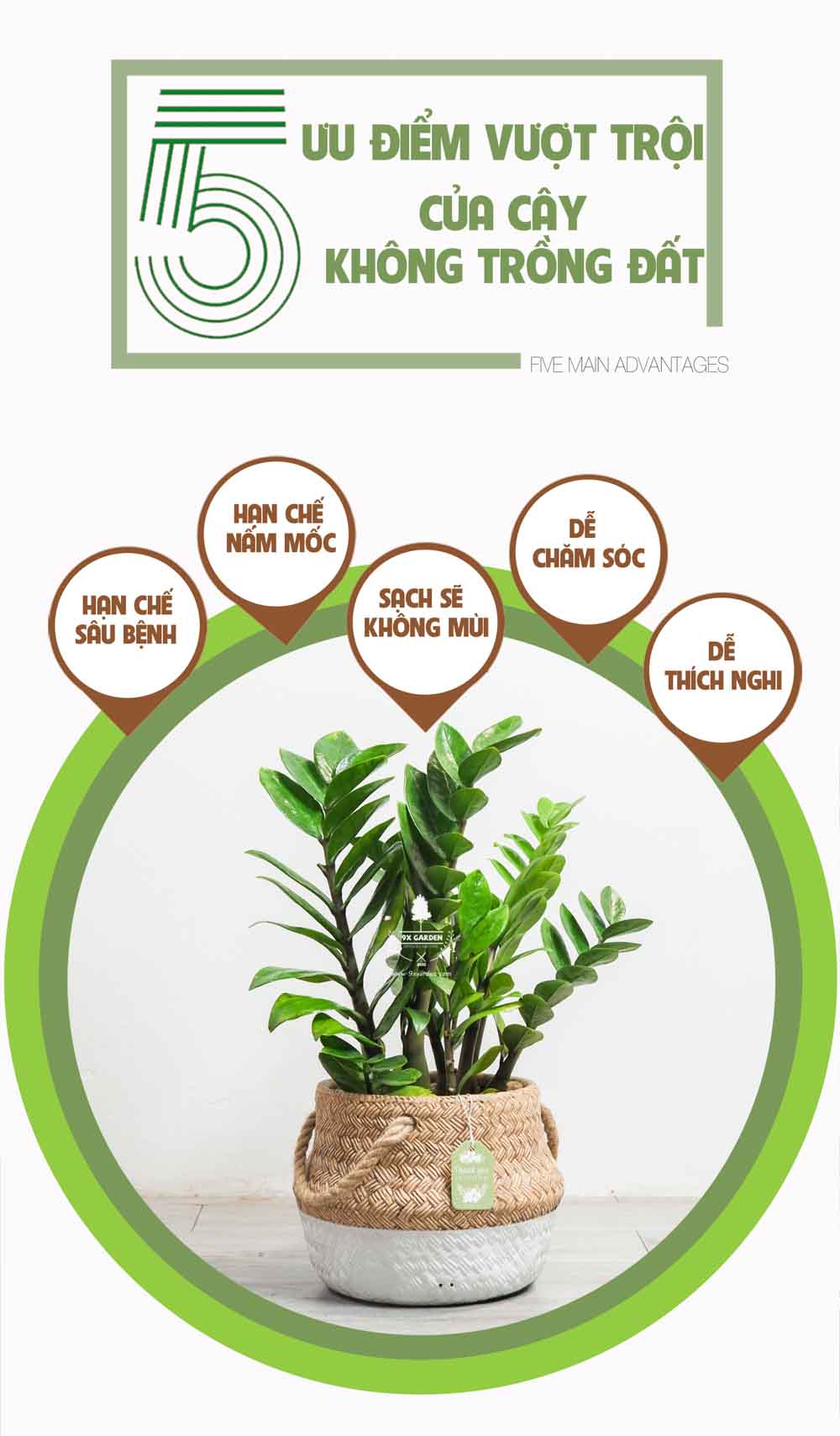 Kim Tiền - Cây Trồng Không Cần Đất - 9X GARDEN