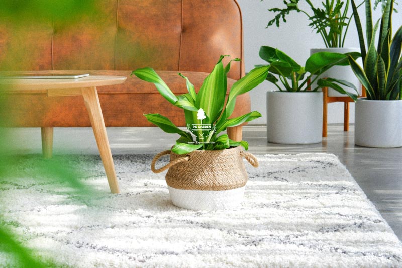 Người mới chơi nên chăm cây gì? - 9X GARDEN