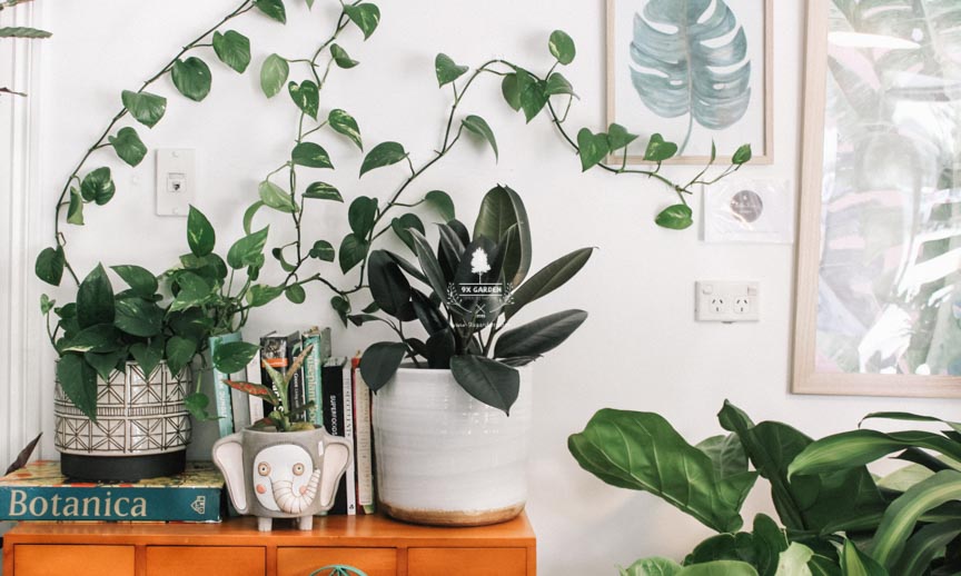 Người mới chơi nên chăm cây gì? - 9X GARDEN