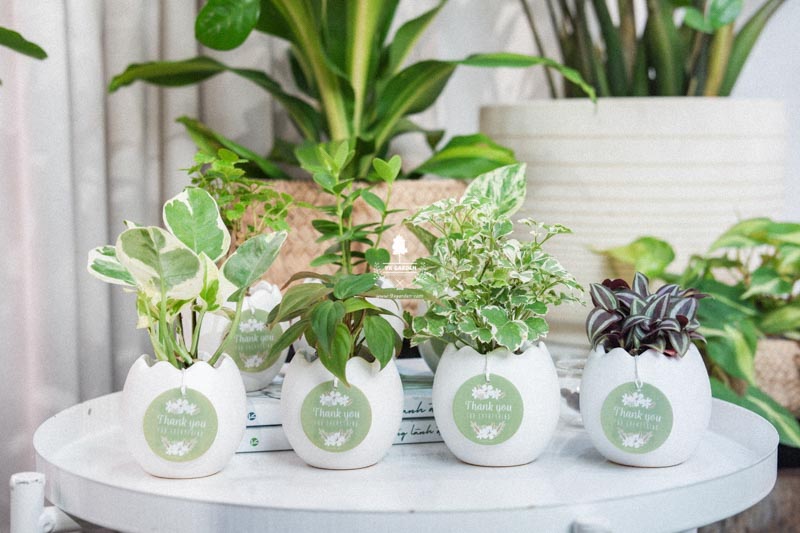 Người mới chơi nên chăm cây gì? - 9X GARDEN