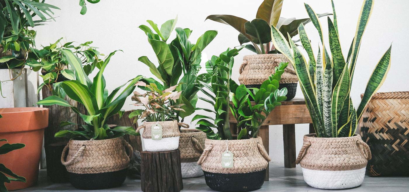 Người mới chơi nên chăm cây gì? - 9X GARDEN