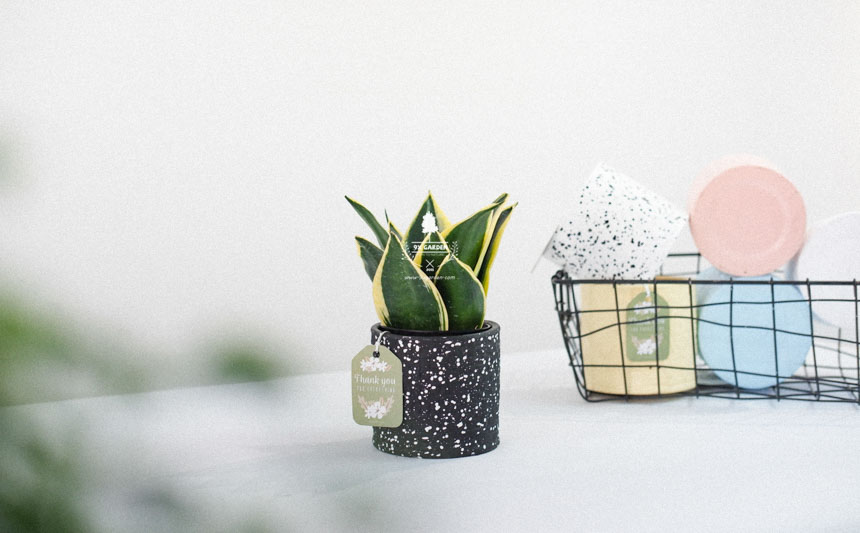 Người mới chơi nên chăm cây gì? - 9X GARDEN