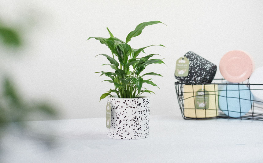 Người mới chơi nên chăm cây gì? - 9X GARDEN