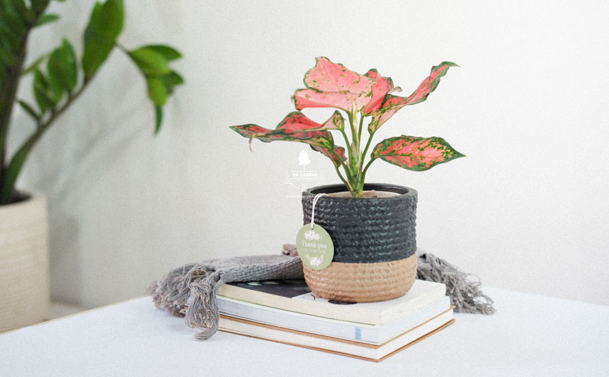 Người mới chơi nên chăm cây gì? - 9X GARDEN