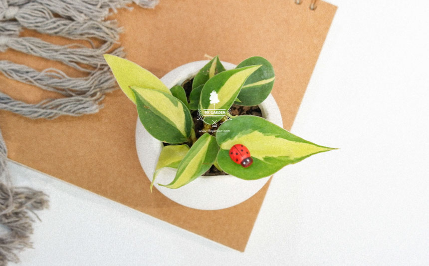 Người mới chơi nên chăm cây gì? - 9X GARDEN